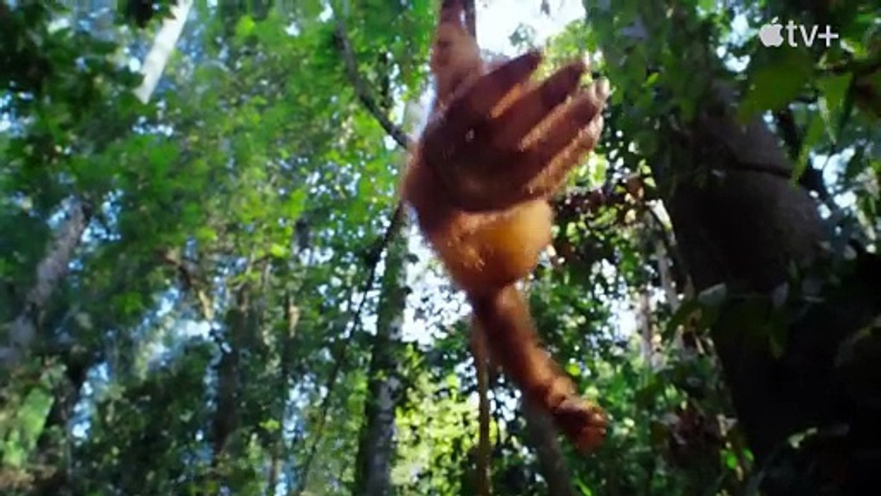 Das geheime Leben der Tiere Trailer OV