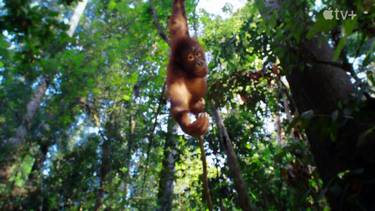 Das geheime Leben der Tiere Trailer DF