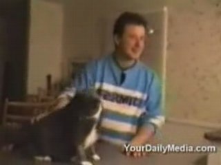 [video - insolite] - chat qui parle