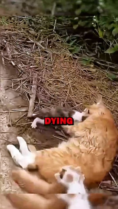 SAVING CAT FAMILY! #animals #pets #animalstories #animalrescue #cute #cuteanimals #natureglobal