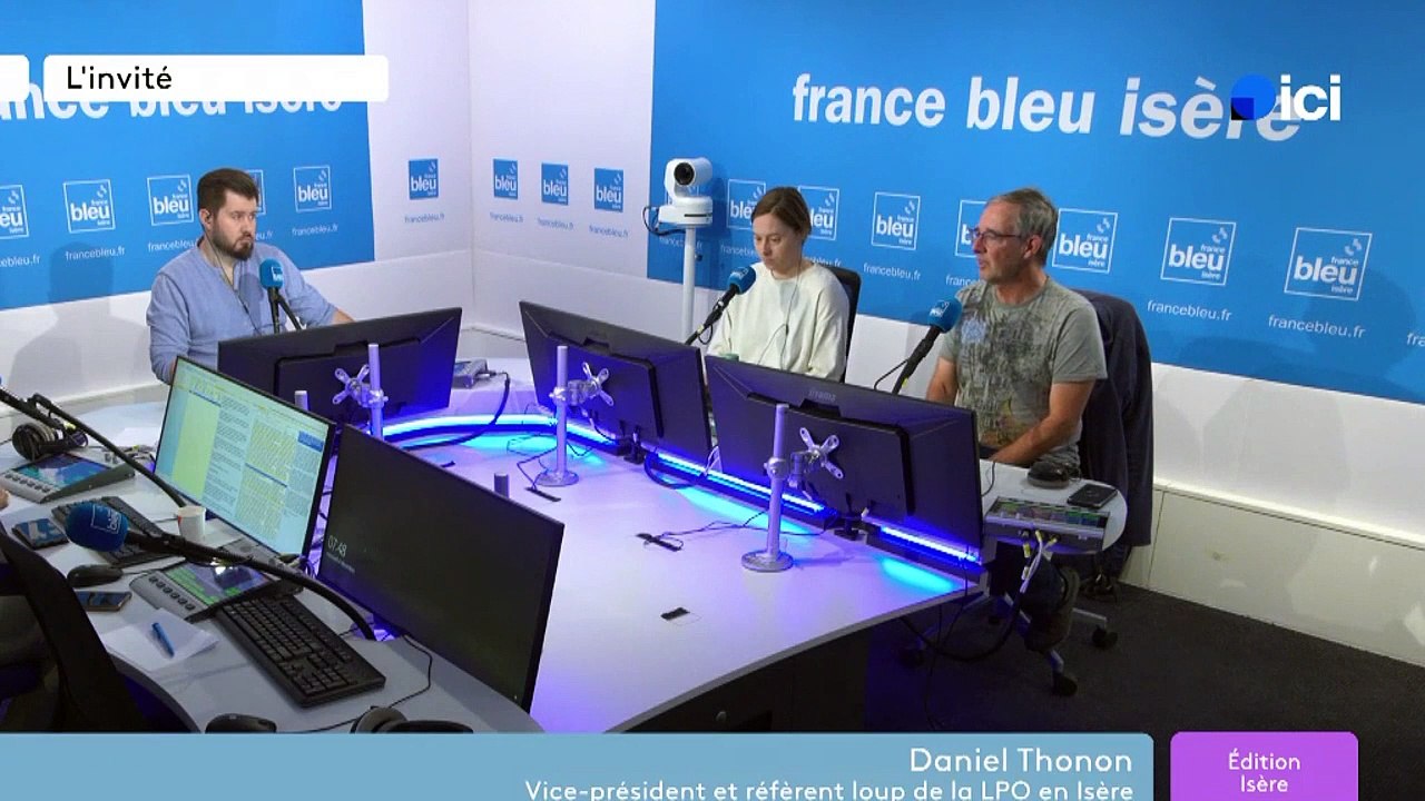 Déclassement de la protection du loup : "Tuer les loups ne protège pas les troupeaux, c'est un mythe"