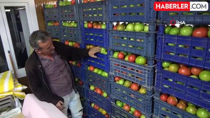 Mersinli Üretici, Hasat Ettiği 3 Ton Domatesi Yayla Evine Taşıdı