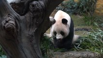 Deux pandas géants offerts par Pékin à Hong Kong bientôt présentés au public