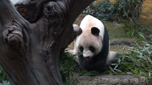 Deux pandas géants offerts par Pékin à Hong Kong bientôt présentés au public