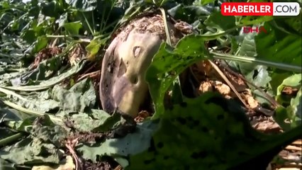 Şekerde yeni dönem! Uymayanlara para cezası kesilecek