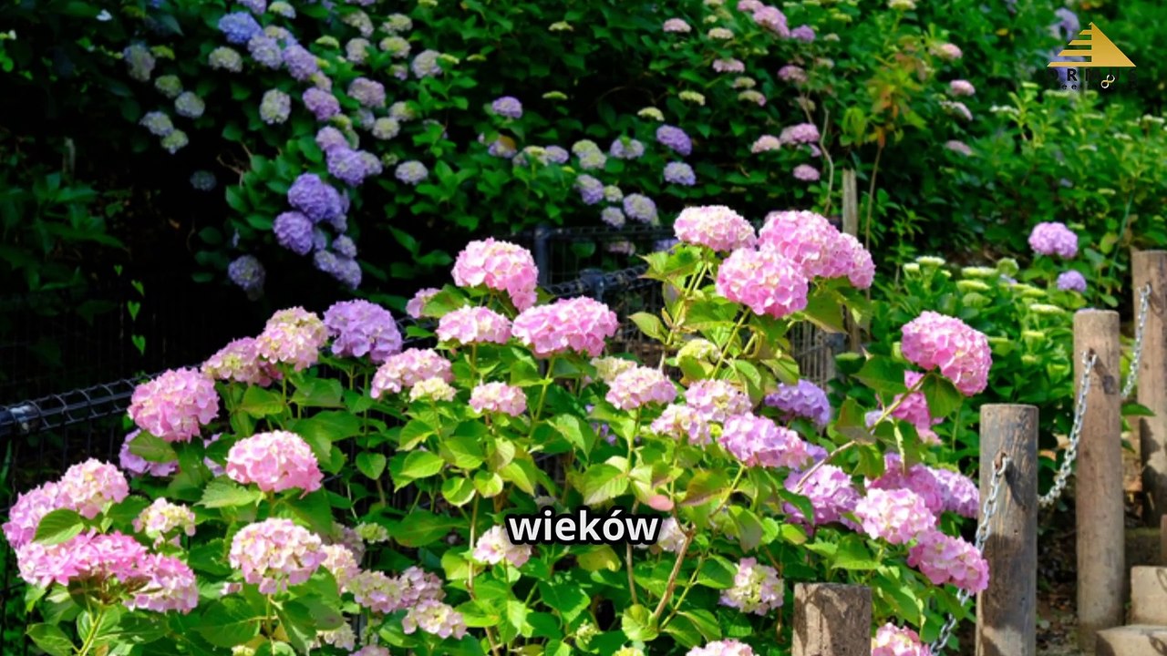 Hortensja: Naturalne Wsparcie dla Zdrowych Stawów