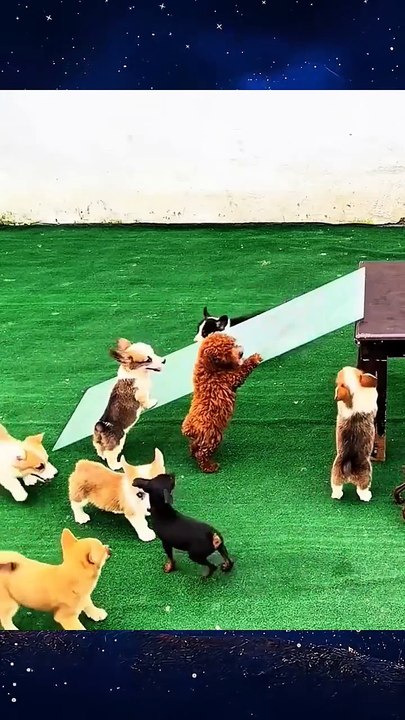 Cute dogs❤️ #funpost #Funny #Comedy