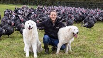 Christmas turkeys protected by 50kg guard dog - and apprentice puppy in training