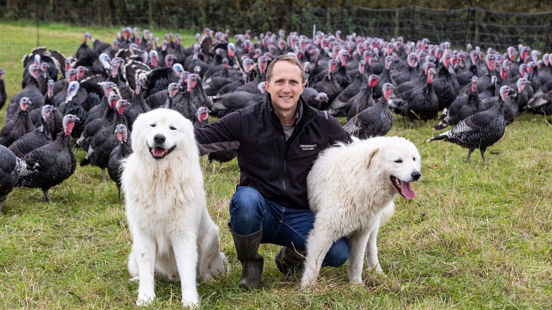 ⁣Christmas turkeys protected by 50kg guard dog - and apprentice puppy in training