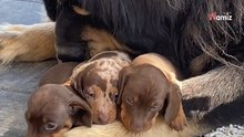 Riesenhund versteckt Schatz zwischen seinen Pfoten – Video enthüllt die Wahrheit