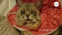 Ehlers-Danlos-Syndrom macht aus Katze Toby eine einzigartige Mieze