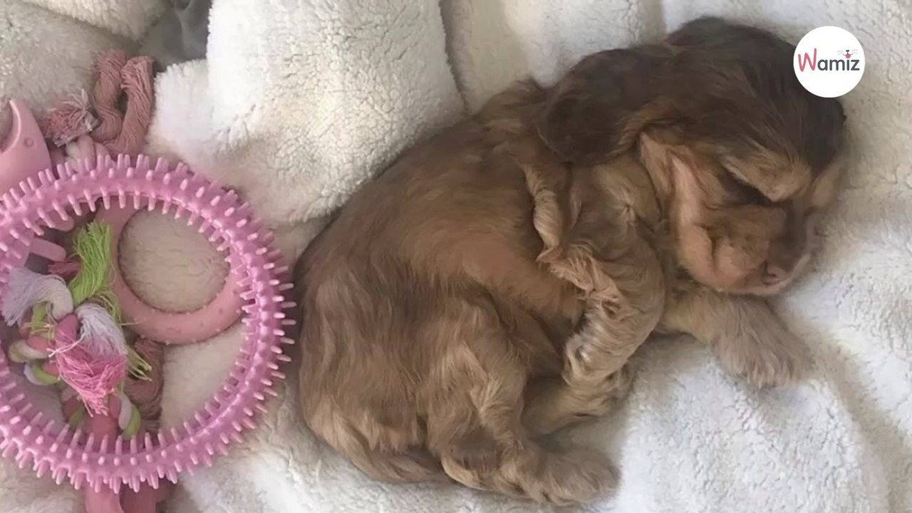 Welpe öffnet erstmals die Augen: Sein Blick bringt alle um den Verstand!