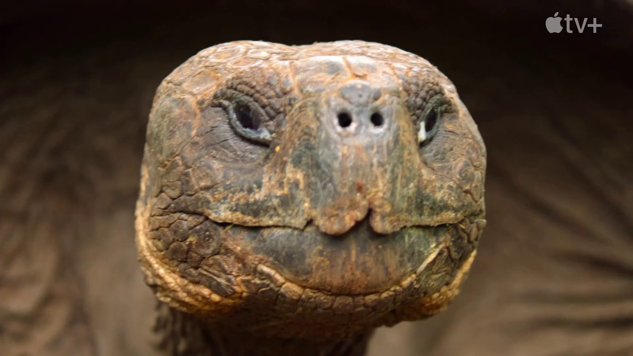 Das geheime Leben der Tiere - S01 Trailer (Deutsch) HD