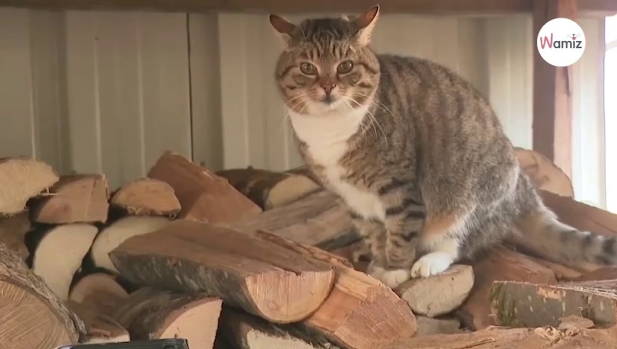 Katze gefunden: Als der Tierarzt die Wahrheit herausfindet, fällt eine Frau aus allen Wolken!