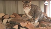 Katze gefunden: Als der Tierarzt die Wahrheit herausfindet, fällt eine Frau aus allen Wolken!