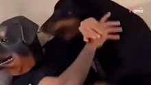 Herrchen zieht Rottweiler-Maske auf: Was sein Hund tut, sorgt für Lacher