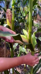 Jagung ini terlihat lebih unik dan segar