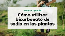 Cómo utilizar bicarbonato en las plantas