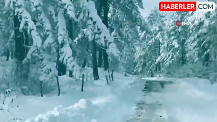 Karabük'te Tilki ve Yavru Karacalar Görüntülendi