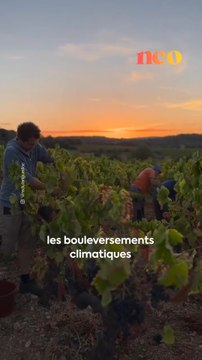 La carte des vignobles de France et les vins de demain seront différents… On vous explique pourquoi. 🍇
