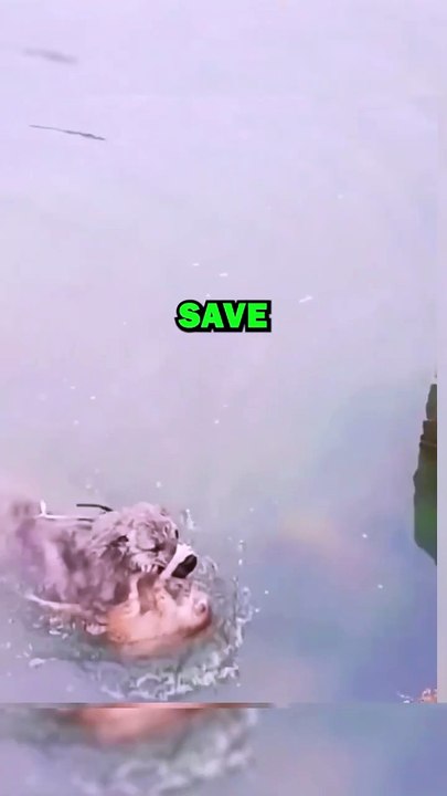 DOG SAVES DROWNING CAT! #animals #pets #animalstories #animalrescue #cute #cuteanimals #natureglobal