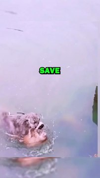 DOG SAVES DROWNING CAT! #animals #pets #animalstories #animalrescue #cute #cuteanimals #natureglobal
