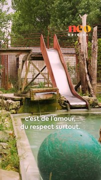 « Les tigres, c’est toute ma vie. Sans mes fauves, je crois que je me laisse aller. »Brigitte, fondatrice de l’association Caresse de Tigre, a créé une maison de retraite dédiée aux fauves. Pour neo, elle a ouvert les portes de son univers. 🐅