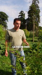 « C’est un poivre qui est relativement cher dans le commerce ». Pour neo, Valentin Bru alias Les jardins de la Houssaye, permaculteur, nous a expliqué comment devenir autonome en poivre ! 🌿