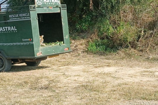 मिली आजादी...अभेड़ा बायोलॉजिकल पार्क से बा​घिन टी-114 के एक शावक को रामगढ़ टाइगर रिजर्व में छोड़ा