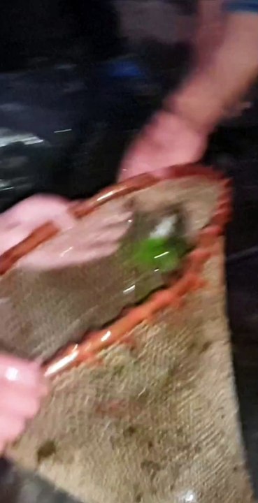 Duwali Fishing in Nepal | Himalayan Trout Fishing With Duwali Method | Asala Fishing |