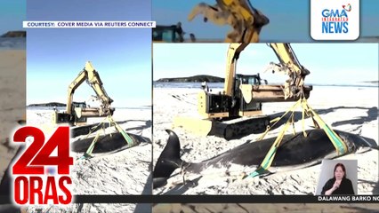 Itinuturing na world’s rarest whale, inanod sa baybayin sa New Zealand | 24 Oras