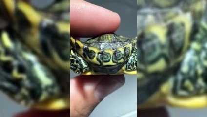 Loja exótica norte-americana mostra tartaruga com duas cabeças