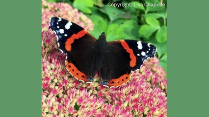 Wildlife in Brecon & Radnorshire