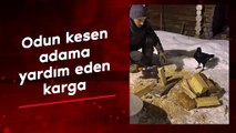 Odun kesen adama yardım eden karga