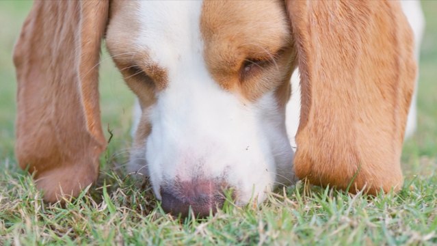 Why Your Dog Takes Forever to Pick the Perfect Poop Spot