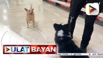 Dalawang fur babies, tumutulong sa inspeksyon sa Mactan-Cebu International Airport