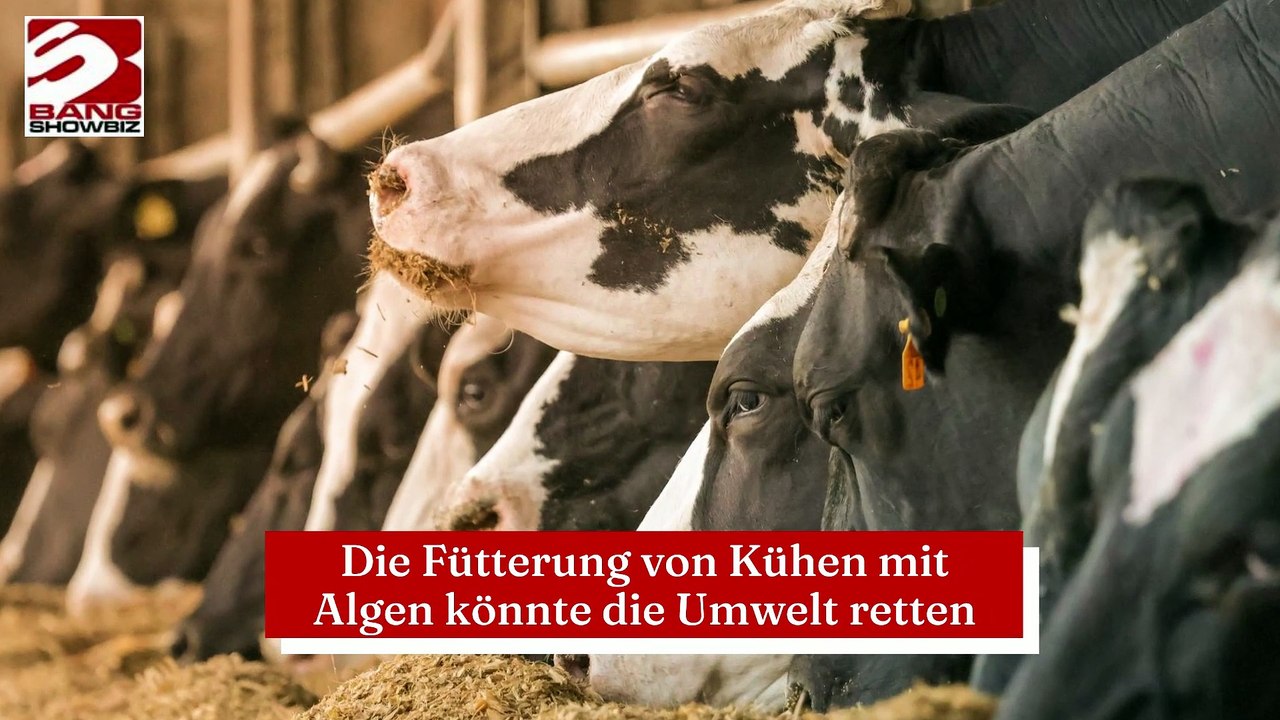 Die Fütterung von Kühen mit Algen könnte die Umwelt retten