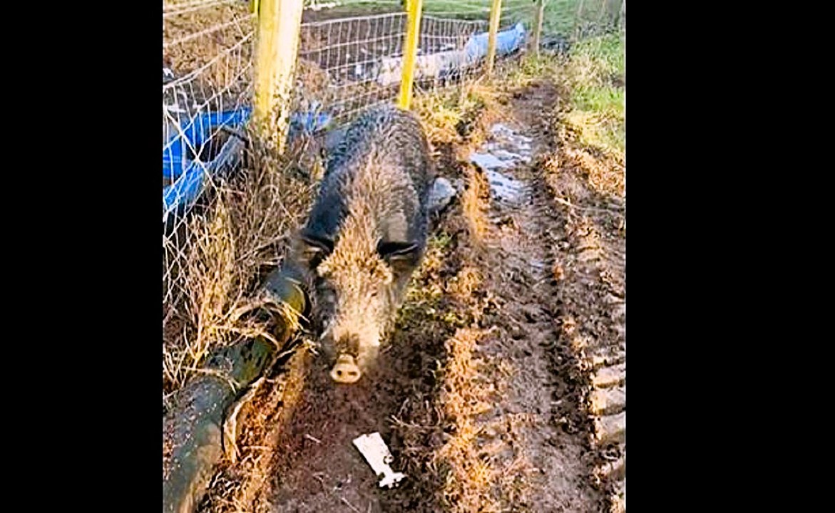 Wild boar seen at Bilbster