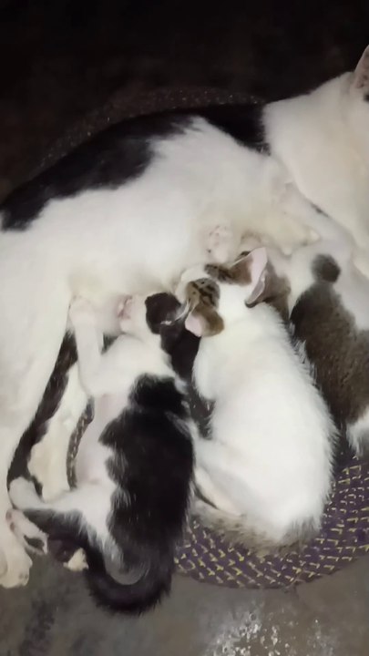 Cute Baby Cat Eating Milk
