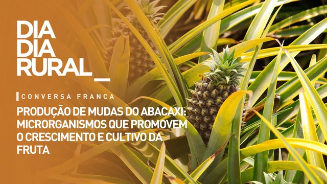 Produção de mudas do abacaxi: microrganismos que promovem o crescimento e cultivo da fruta