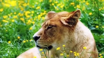 Un Millionnaire Jette une Fille Noire dans la Fosse aux Lions Mais Ce Qui Suit