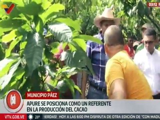 Sector productivo cacaotero del edo. Apure es referente en el mercado nacional e internacional