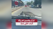 فأر يفاجئ امرأة أثناء القيادة