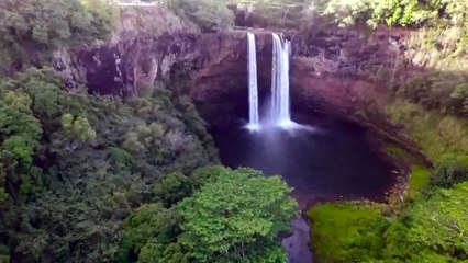 Why Saving The Honeycreeper in Hawaii Is So Important
