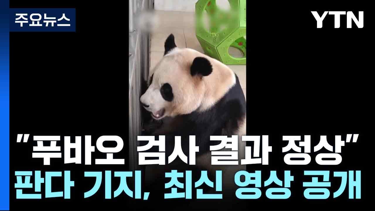 "푸바오 검사 결과 정상"...판다 기지, 최신 영상 공개 / YTN