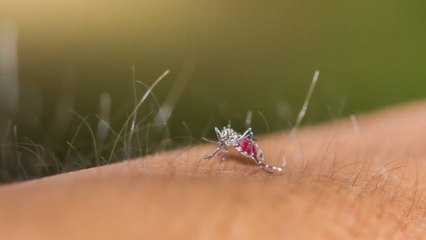 ¡Cuidado con el dengue! Consejos para evitar contraer esta enfermedad