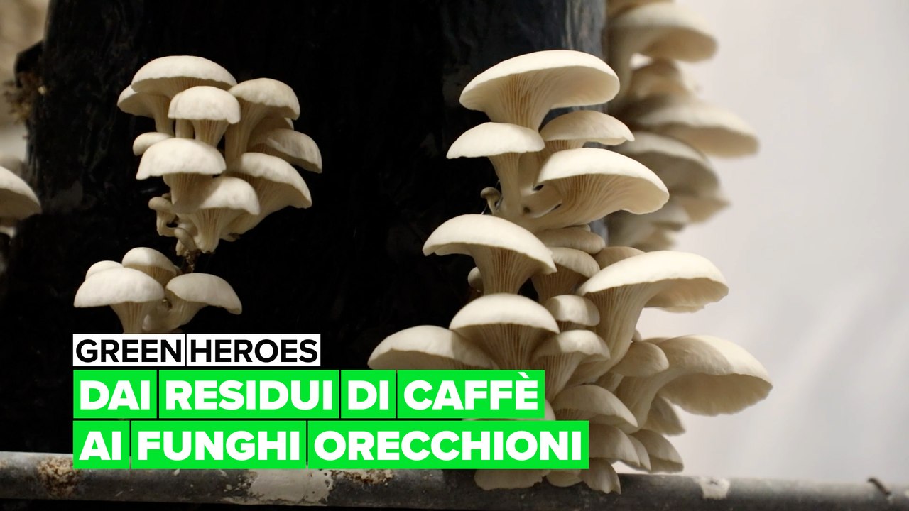 Misto Funghi Con Porcini Confezione Da 450 Gr. - Matese Funghi - Foto 8