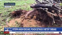 Diterpa Angin Kencang, Pohon Setinggi 5 Meter Tumbang Tutupi Ruas Jalan di Cakung