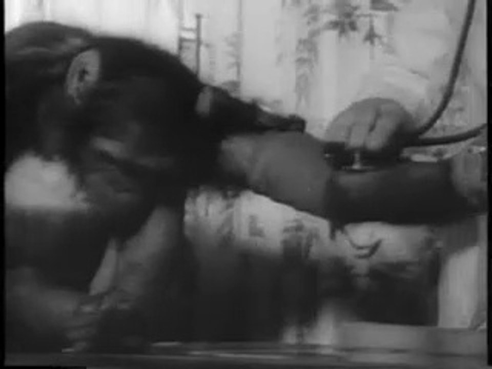 Chimp into space , 1961