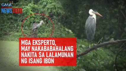 Mga eksperto, may nakakabahalang nakita sa lalamunan ng isang ibon | GMA Integrated Newsfeed